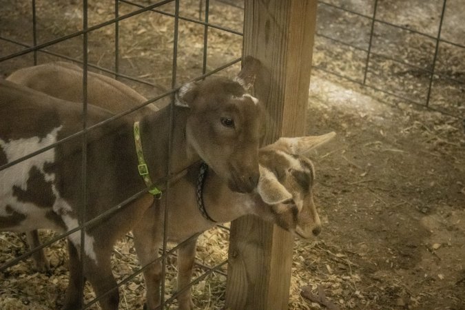 Cumberland County 4-H Fair & Livestock Auction