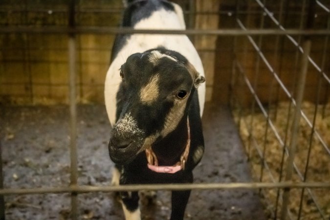 Cumberland County 4-H Fair & Livestock Auction