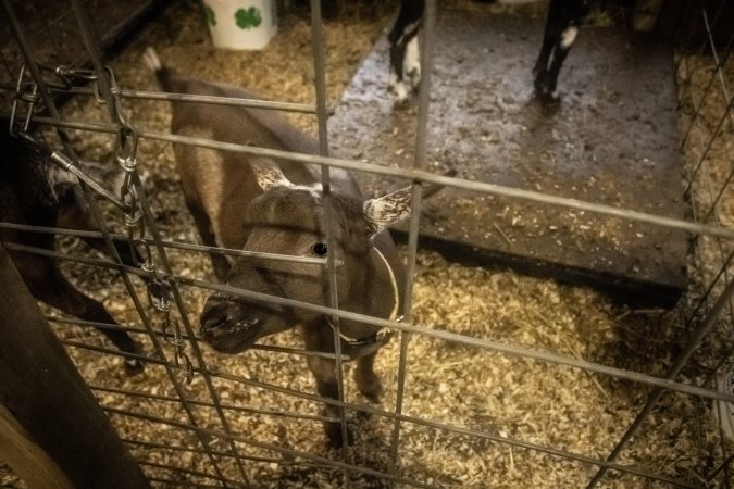 Cumberland County 4-H Fair & Livestock Auction