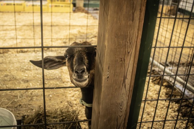 Cumberland County 4-H Fair & Livestock Auction