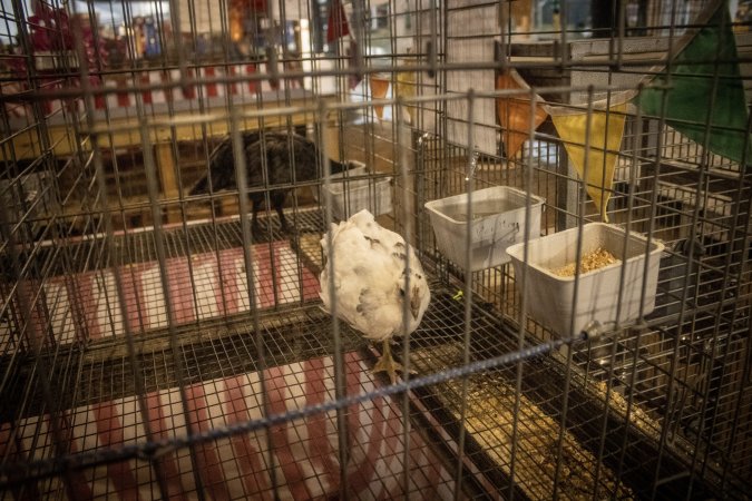 Cumberland County 4-H Fair & Livestock Auction