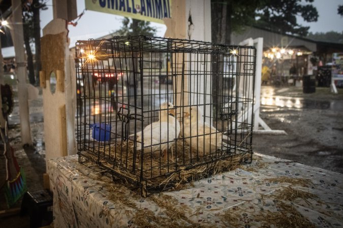 Cumberland County 4-H Fair & Livestock Auction