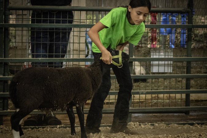 Cumberland County 4-H Fair & Livestock Auction