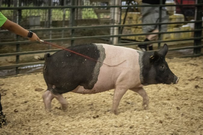 Cumberland County 4-H Fair & Livestock Auction