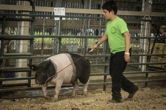 Cumberland County 4-H Fair & Livestock Auction