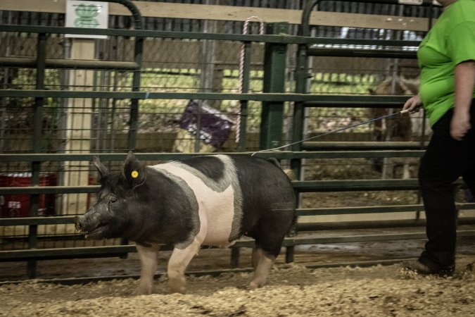 Cumberland County 4-H Fair & Livestock Auction