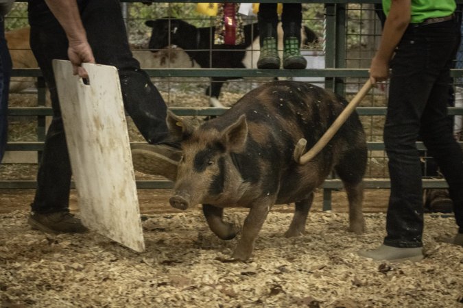 Cumberland County 4-H Fair & Livestock Auction