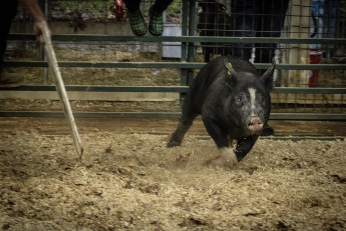 Cumberland County 4-H Fair & Livestock Auction