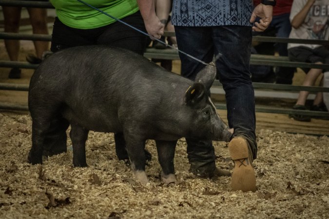 Cumberland County 4-H Fair & Livestock Auction