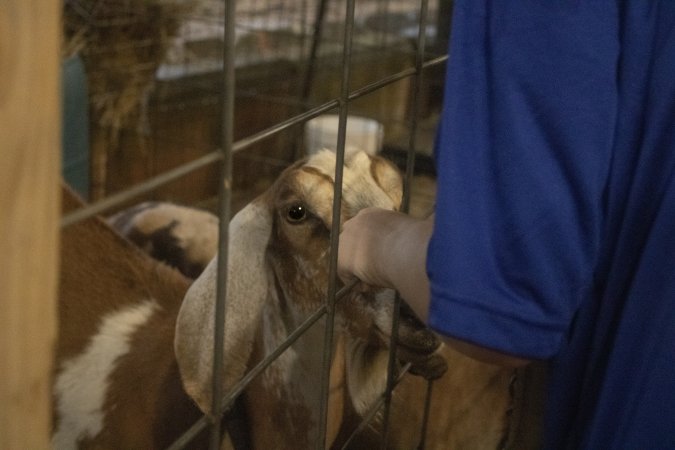 Cumberland County 4-H Fair & Livestock Auction