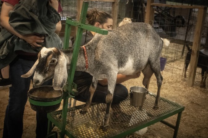 Cumberland County 4-H Fair & Livestock Auction