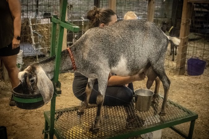 Cumberland County 4-H Fair & Livestock Auction