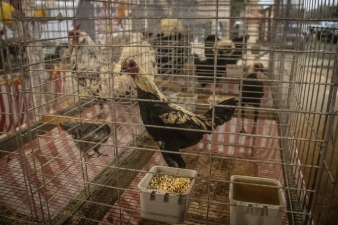 Cumberland County 4-H Fair & Livestock Auction