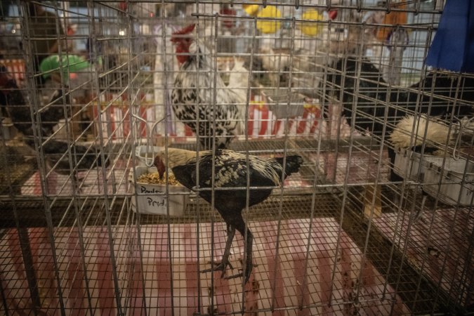 Cumberland County 4-H Fair & Livestock Auction