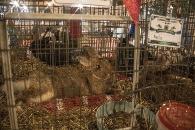 Cumberland County 4-H Fair & Livestock Auction