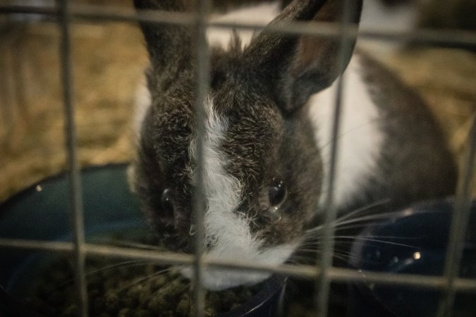 Cumberland County 4-H Fair & Livestock Auction