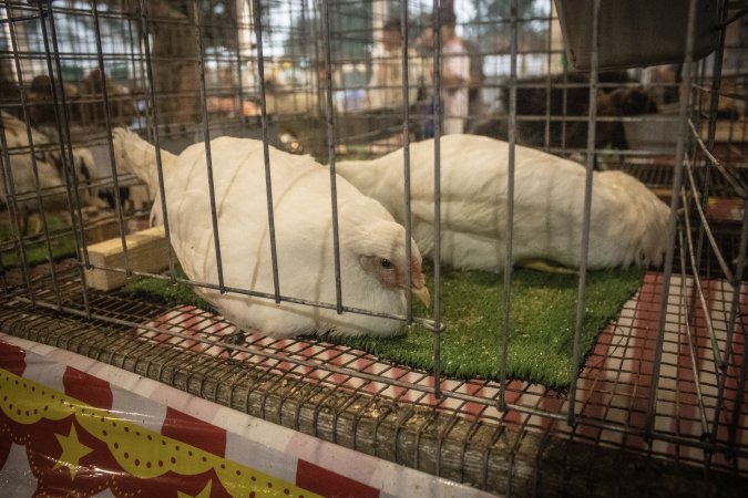 Cumberland County 4-H Fair & Livestock Auction