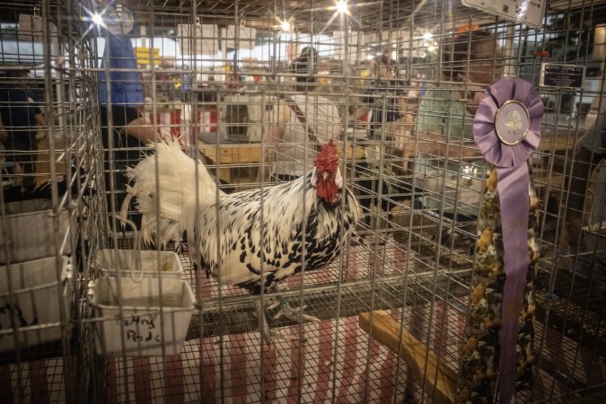 Cumberland County 4-H Fair & Livestock Auction