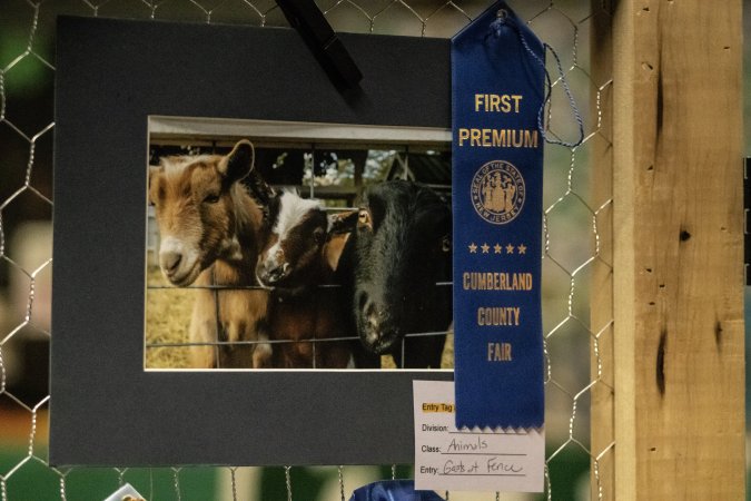 Cumberland County 4-H Fair & Livestock Auction