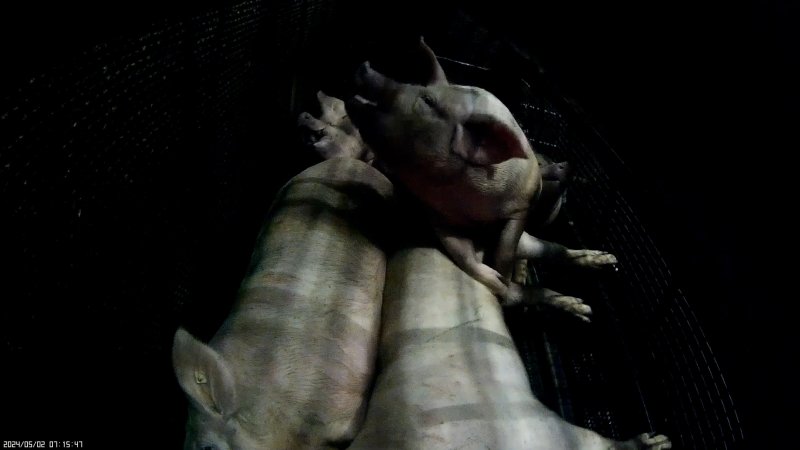 Brand Qualitätsfleisch's pig gas chamber