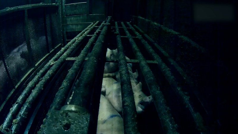 Brand Qualitätsfleisch's pig gas chamber