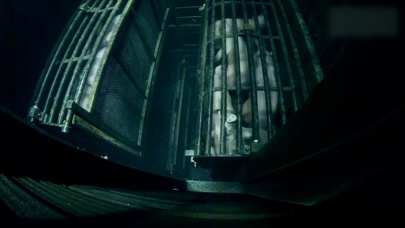 Brand Qualitätsfleisch's pig gas chamber
