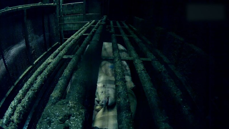 Brand Qualitätsfleisch's pig gas chamber