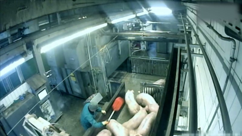 Brand Qualitätsfleisch's pig gas chamber