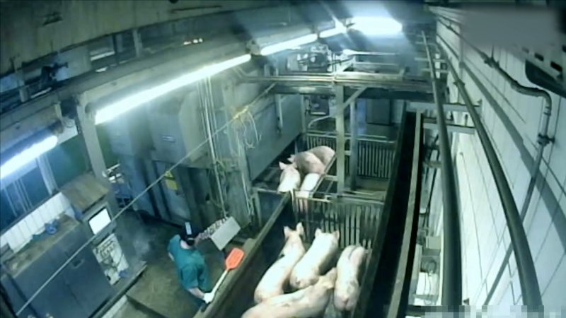 Brand Qualitätsfleisch's pig gas chamber