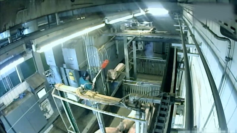 Brand Qualitätsfleisch's pig gas chamber