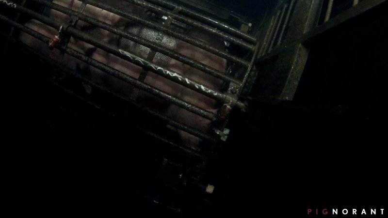 Pilgrim Pride's Gas Chamber