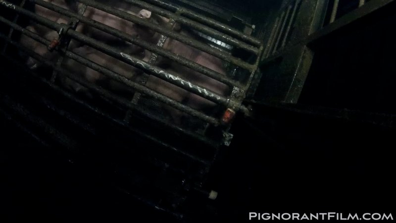 Pilgrim Pride's Gas Chamber