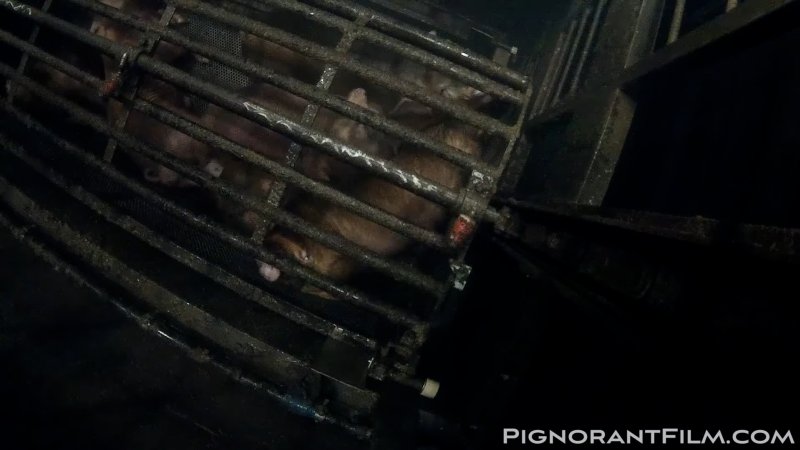 Pilgrim Pride's Gas Chamber