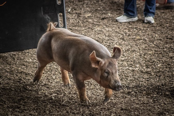 New Jersey State Fair 2026