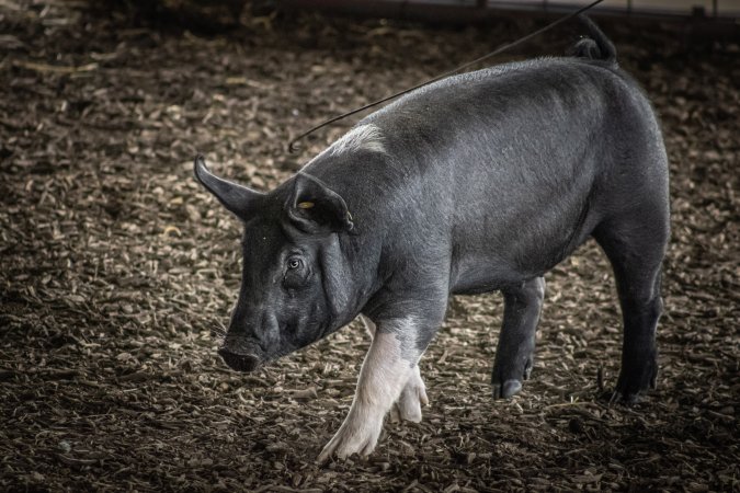 New Jersey State Fair 2026