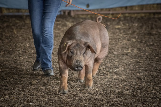 New Jersey State Fair 2026