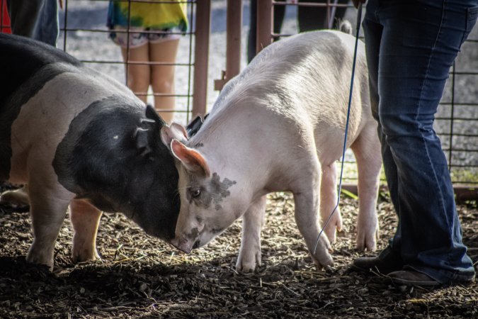 New Jersey State Fair 2026
