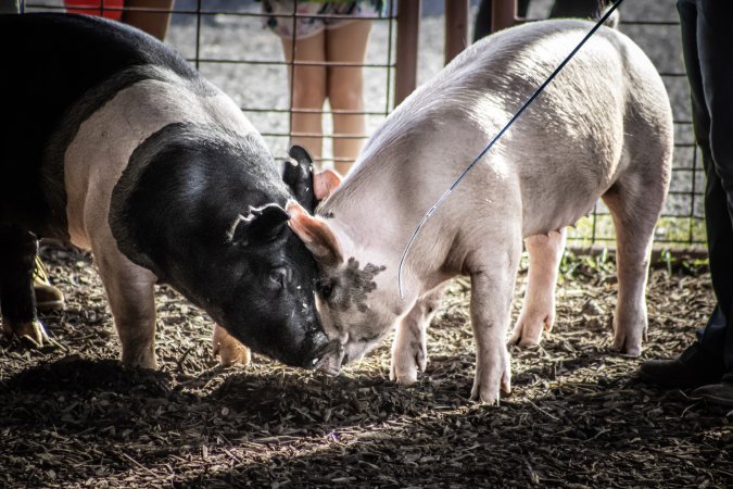 New Jersey State Fair 2026