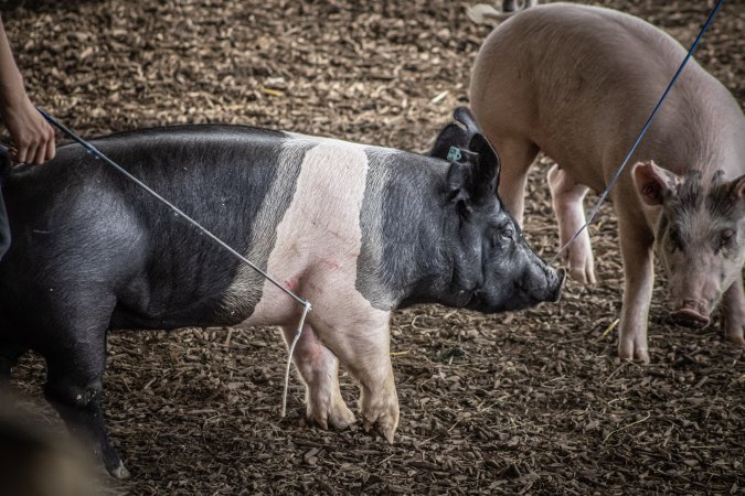 New Jersey State Fair 2026