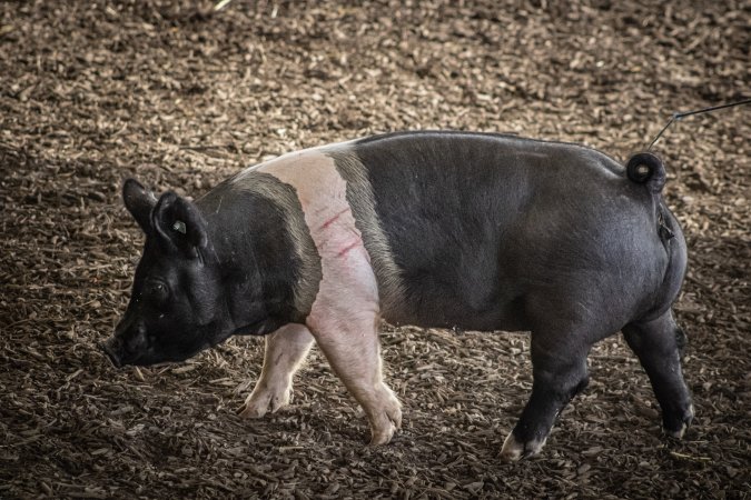 New Jersey State Fair 2026