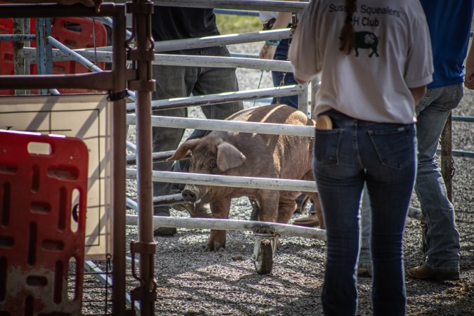 New Jersey State Fair 2026