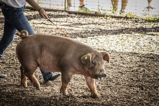 New Jersey State Fair 2026