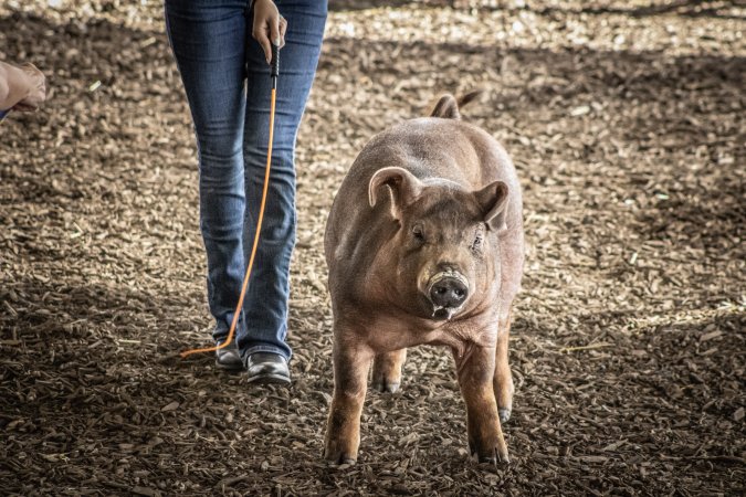New Jersey State Fair 2026
