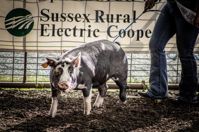 New Jersey State Fair 2026