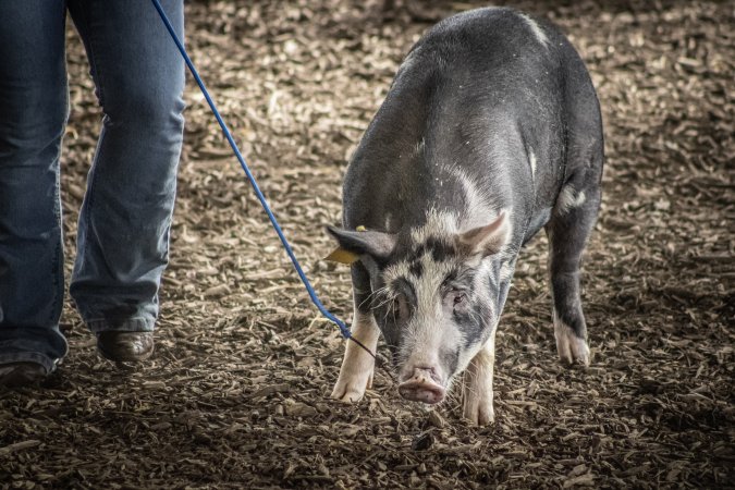 New Jersey State Fair 2026
