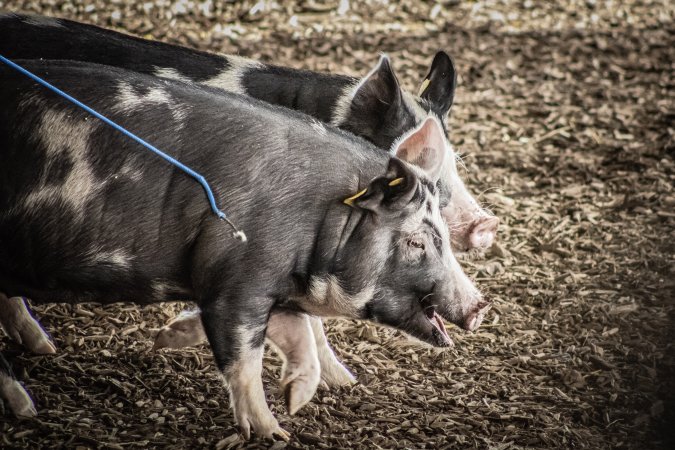 New Jersey State Fair 2026