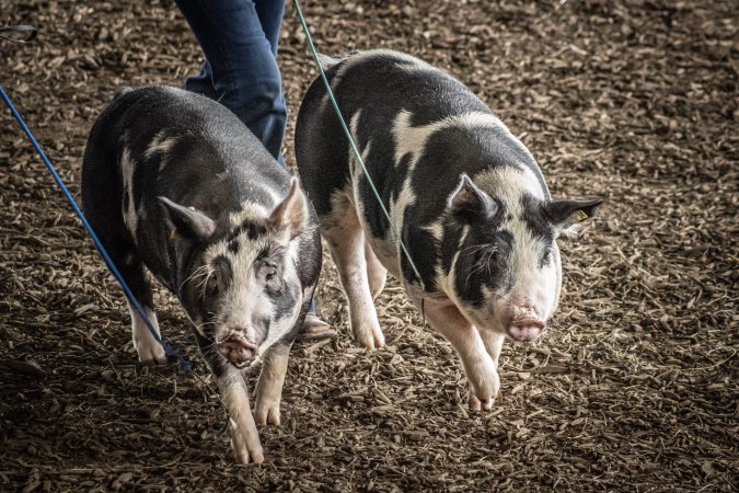 New Jersey State Fair 2026