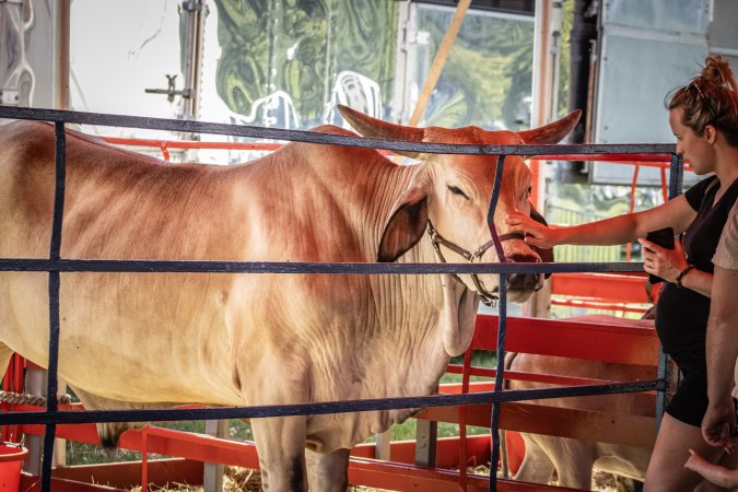 New Jersey State Fair 2026