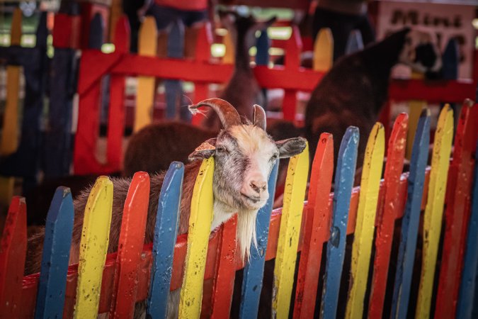 New Jersey State Fair 2026