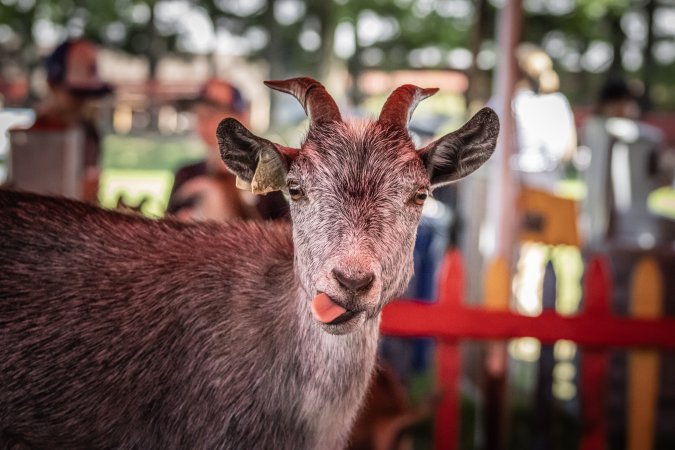 New Jersey State Fair 2026